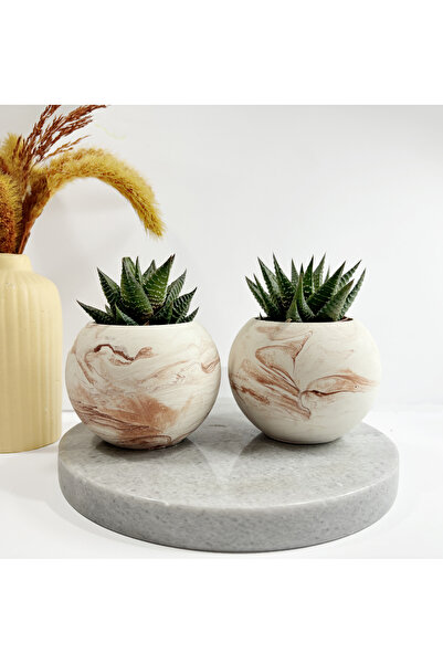 Sukulent Canlı Çiçek Ve Bronz Küp Saksı 2'li Haworthia Limifolia