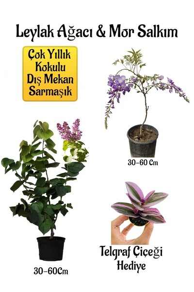 Bitkim Sende Yoğun Kokulu Leylak Ağacı Fidanı+Mor Salkım Ağacı Fidanı Telgraf...