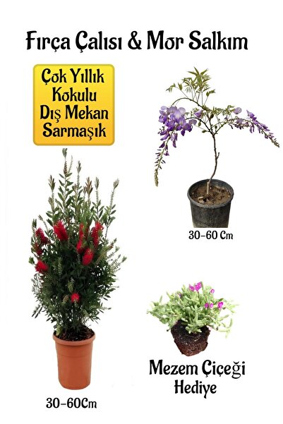 Bitkim Sende Fırça Çalısı Fidanı+Mor Salkım Ağacı Fidanı Mezem Çiçeği Hediyeli Peyzaj Seti