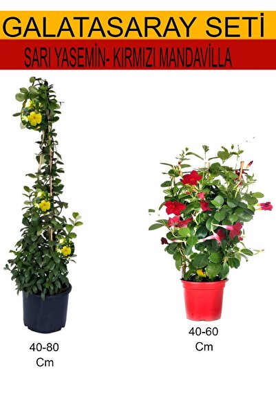 serada decor & plant 2'Li Takım Seti Sarı Yasemin Çiçeği+Kırmızı Mandavilla