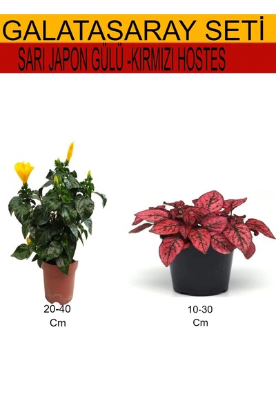 serada decor & plant 2'Li TakımSeti Sarı Japon Gülü+Kırmızı Hostes Çiçeği