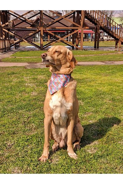 UTDpet Dog Collar with Donut Scarf