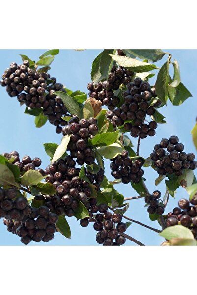 E-fidancim 50 Adet   Nero Siyah Aronya Aronia Chokeberry Fidesi Paper Potta (...