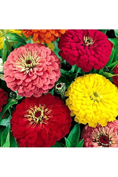 Köy Tohumları 10 Adet Tohum Karışık Hanım Düğmesi Çiçeği Tohumu Mezarlık Kabi...