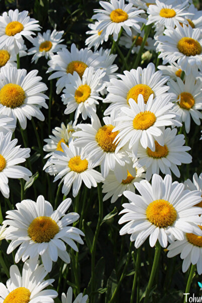 ÇERMİK FİDANCILIK Papatya Tohumu ( Anthemis )
