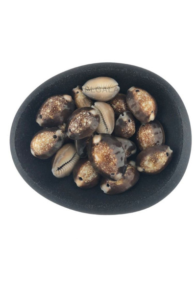 ELGALA Deniz Kabuğu Doğal Midye Kabuğu 100 Gram Cyprea Caputserpentis Çift De...