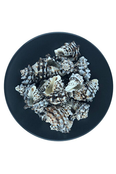 ELGALA KOPYA - Deniz Kabuğu Doğal Midye Kabuğu 100 Gram Vassam