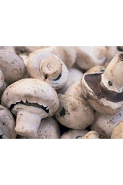 Köy Tohumları 200 Adet Tohum Organik Beyaz Kültür Mantarı Mantar Tohumu Taze ...