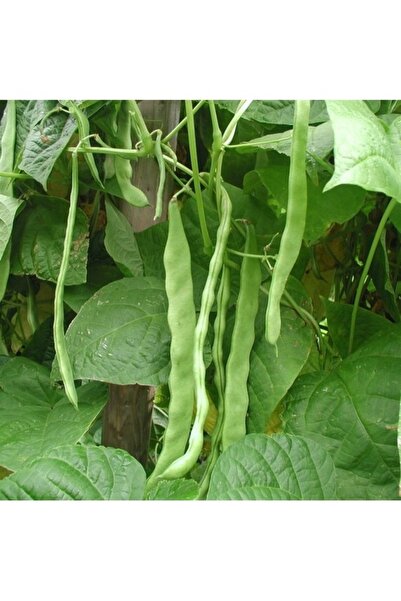 Köy Tohumları 100 Adet Tohum Nadir 40 Günlük Kılçıksız Taze Fasulye Tohumu Ot...