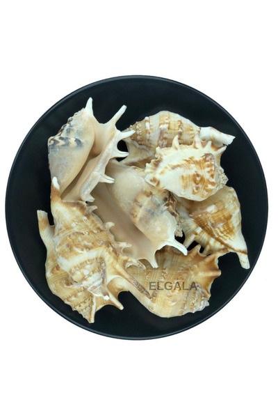 ELGALA Deniz Kabuğu Doğal Midye Kabuğu 100 Gram Lambis Lambis