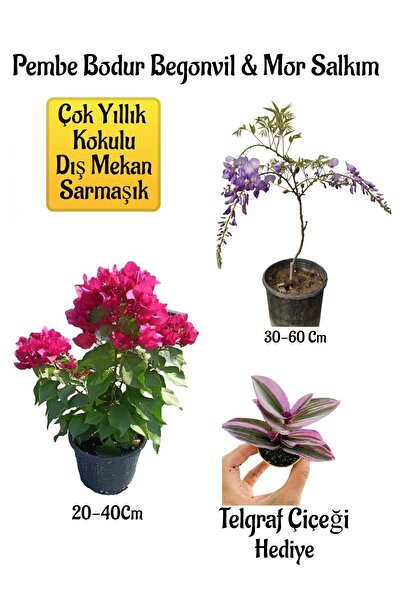 Bitkim Sende Avantajlı Pembe Bodur Begonvil Mor Salkım Ağacı Fidanı Telgraf Ç...
