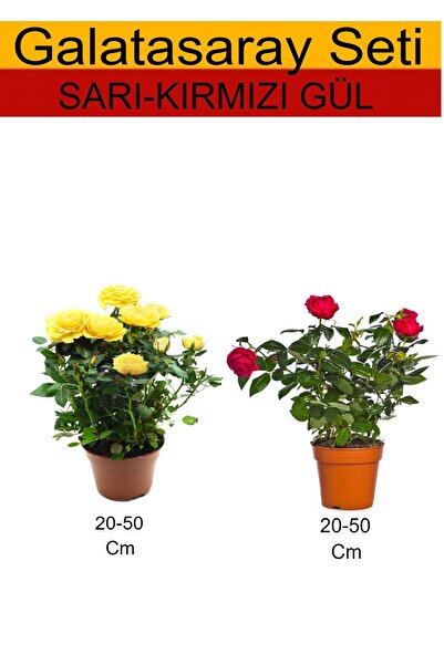 Bitkim Sende 2'Li Takım Seti Sarı Gül+ Kırmızı Gül Fidanı