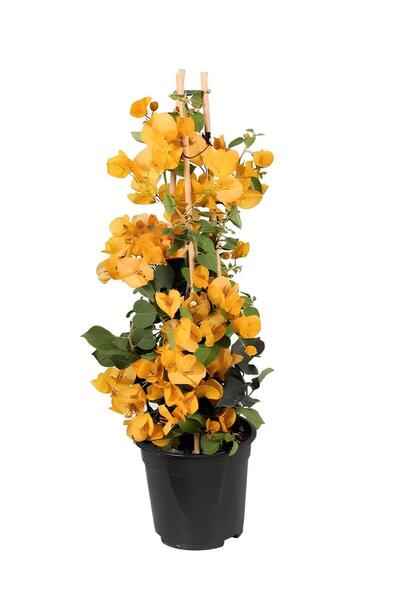 Bitkim Sende Takım Seti Sarı Begonvil+ Kırmızı Begonvil Dış Mekan Bitkileri