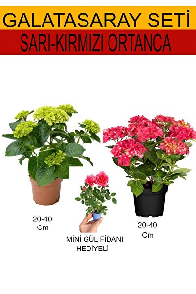 Bitkim Sende 2'Li Takım Seti Sarı-Kırmızı Ortanca+ Hediyelik Pembe Gül Fidanı