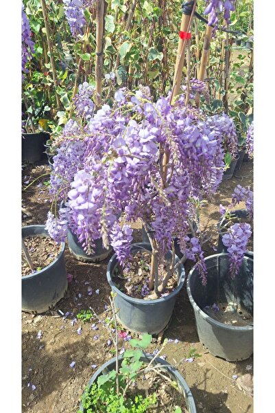 serada decor & plant Mavi Yasemin Çiçeği+Mor Salkım Ağacı Fidanı Tül Kuşkonmaz Peyzaj Seti