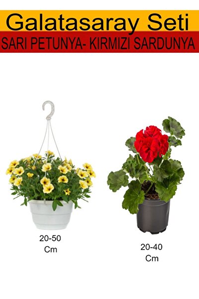 serada decor & plant 2'Li Takım Seti Sarı Askılı Saksılı Petunya+ Kırmızı Sar...