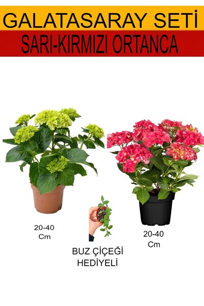 Bitkim Sende 2'Li Sarı-Kırmızı Ortanca+ Hediyelik Buz Çiçeği