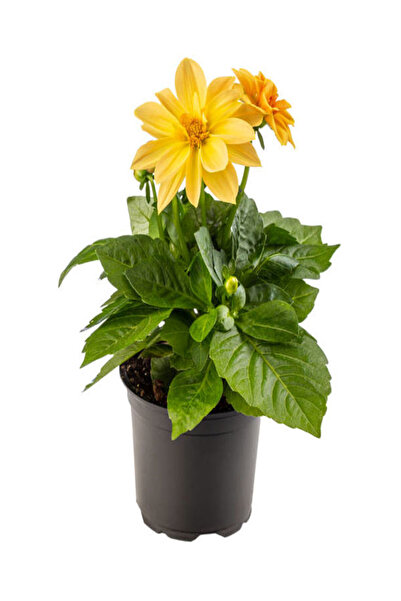 serada decor & plant 4'Lü Takım Seti Sarı-Kırmızı Ortanca+Sarı Dahliya+Kırmızı Sardunya