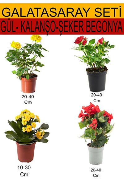 serada decor & plant 4'Lü Takım Seti Sarı- Kırmızı Gül+ Sarı Kalanşo+ Kırmızı...