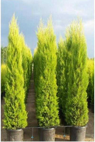 Doğan Fidancılık limoni servi fidanı 4 yaşında saksılı 100-130cm