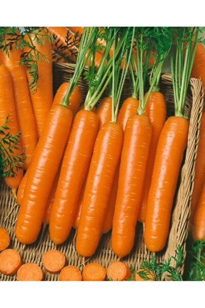 Köy Tohumları 100 Adet Tohum Organik Hatay Kırıkhan Havuç Organik Köy Tohumu ...