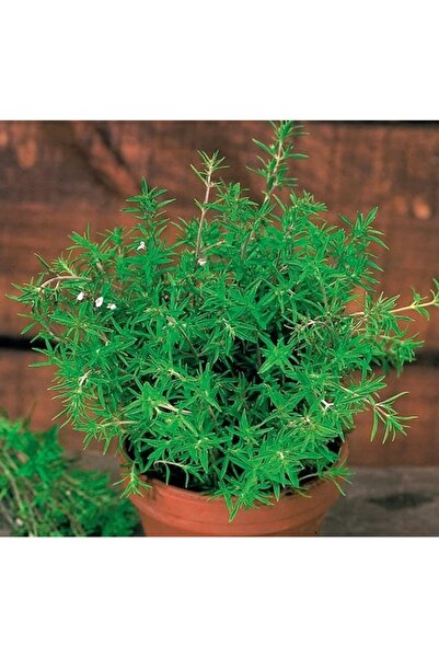 Köy Tohumları 150 Adet Tohum Nadir Yabanı Yayılıcı Kır Kekik Tohumu Saksılık ...