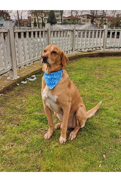 UTDpet Waves Dog Collar with Scarf
