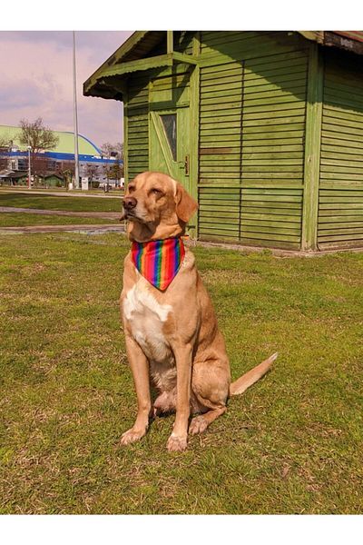 UTDpet Dog Collar with Rainbow Scarf