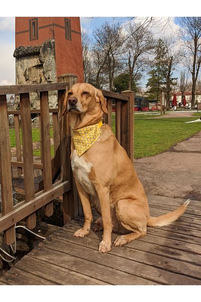 UTDpet Lemona Dog Collar with Scarf