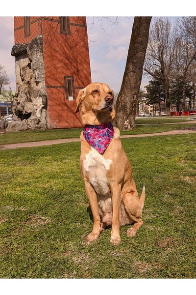 UTDpet Lilac Scarf Dog Collar