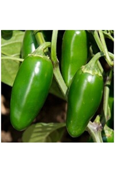 Köy Tohumları 50 Adet Tohum Nadir Acı Jalapeno Jalepeno Biberi Tohumu Organik...
