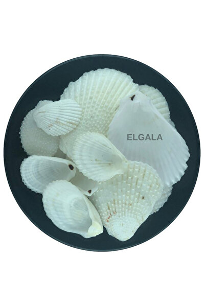 ELGALA Deniz Kabuğu Doğal Midye Kabuğu 100 Gram Lima Lima