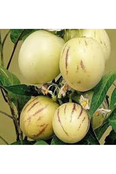 Köy Tohumları 10 Adet Tohum Nadir Pepino Meyvesi Tohumu Pepino Meyve Ağaç Toh...