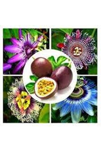 Köy Tohumları 10 Adet Tohum Tropikal Mor Çarkıfelek Passiflora Tutku Meyvesi ...