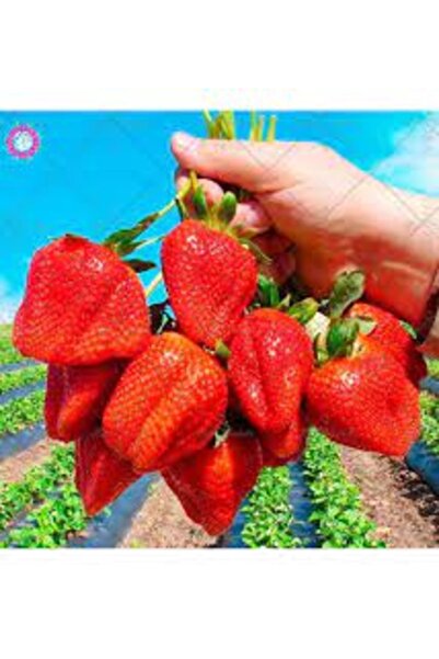 Köy Tohumları 200 Adet Tohum Nadir Dev Kırmızı Dev Organik Tatlı Çilek Tohum ...