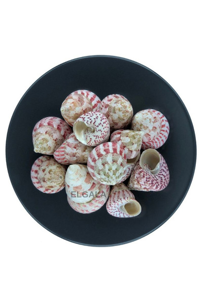 ELGALA Deniz Kabuğu Doğal Midye Kabuğu 100 Gram Troca Strawberry