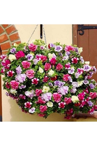 E-fidancim Tumbelina  Mixed  Kokulu Katmerli Sarkıcı Superstar Petunya Çiçeği...