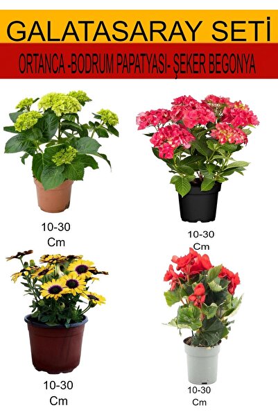 Bitkim Sende 4'LÜ Takım Seti Sarı-Kırmızı Ortanca+Sarı Bodrum Papatyası+ Kırm...