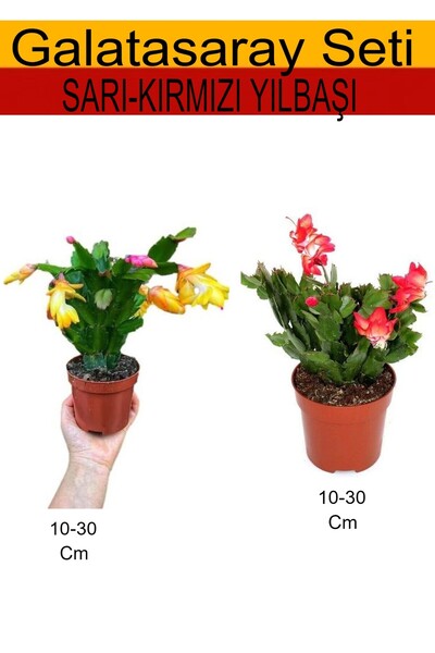 Bitkim Sende 2'Li Takım Seti Sarı-Kırmızı Yıl Başı Çiçeği İç/ Dış Mekan Bitkisi
