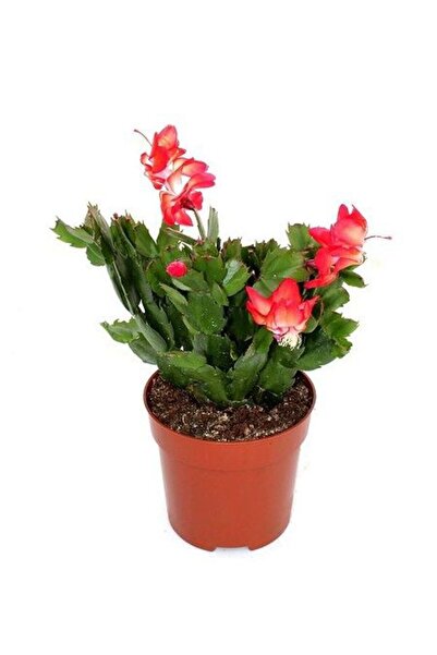 serada decor & plant 2'Li Takım Seti Sarı-Kırmızı Yıl Başı Çiçeği İç/ Dış Mekan Bitkisi