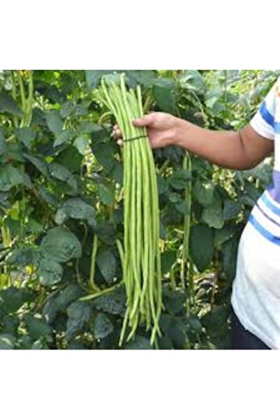Köy Tohumları 20 Adet Tohum Nadir Uzun Çin Fasulye Fasülye Tohumu Organik Hed...