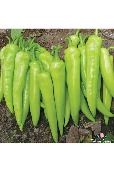 Köy Tohumları 150 Adet Tohum Organik Çarliston Biberi Tohumu Kaliteli Hasat T...