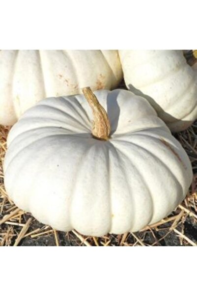 Köy Tohumları 10 Adet Tohum Organik Beyaz Mantaş Kabak Tohumu Ata Köy Tohumu ...