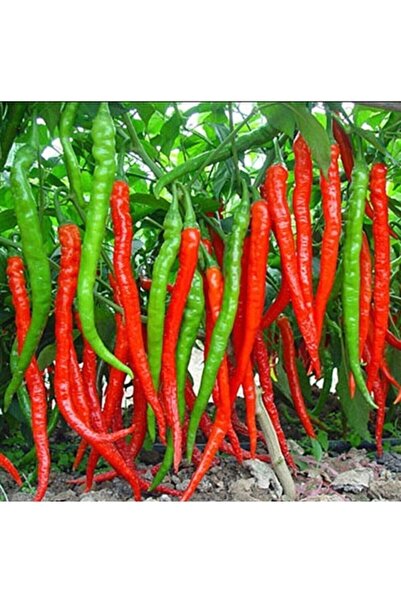 Köy Tohumları 100 Adet Tohum Acı Samandağ Hatay Biberi Tohumu Organik Biber T...