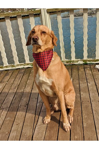 UTDpet Stylish Scarf Dog Collar