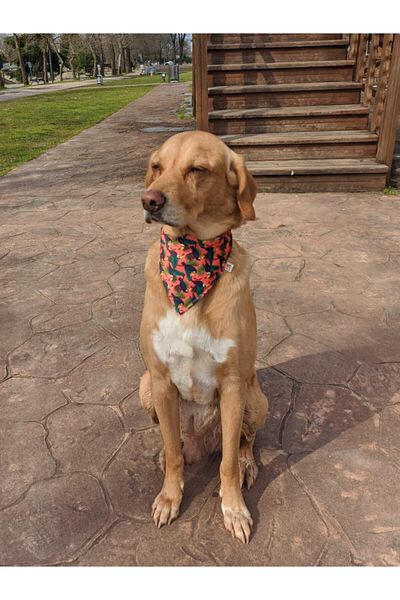UTDpet Dog Collar with Toucan Scarf