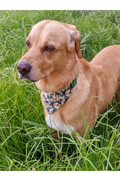 UTDpet Toco Dog Collar with Scarf Medium