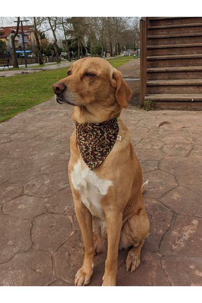 UTDpet Camouflage Dog Collar with Scarf