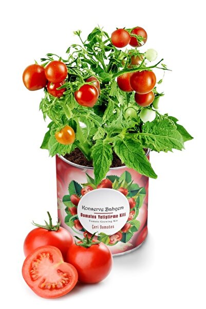 Köy Tohumları 150 Adet Tohum Taze Hasat Organik Saksılık Çeri Kırmızı Domates...