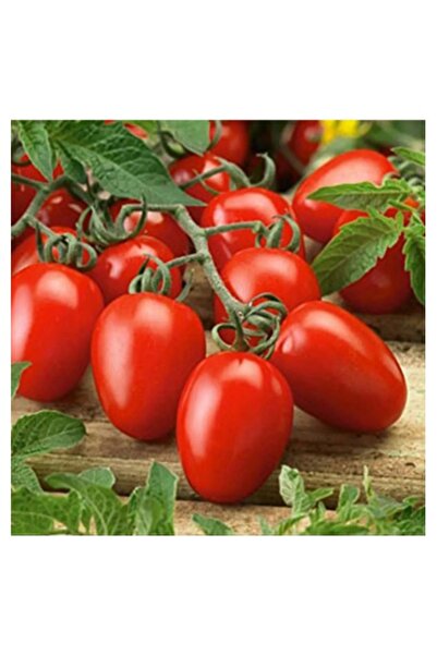 Köy Tohumları 50 Adet Tohum Nadir Al Yanak Rio Grande Domates Tohumu Oturak C...